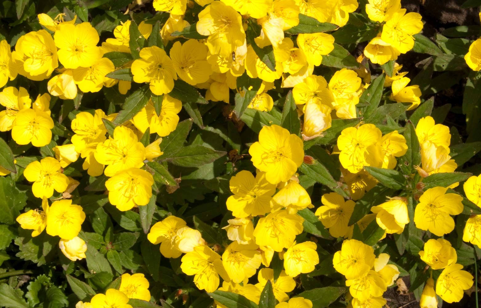 Health Embasssy Graines d'Onagre | Oenothera Biennis L | Evening Primrose Seeds (100g)