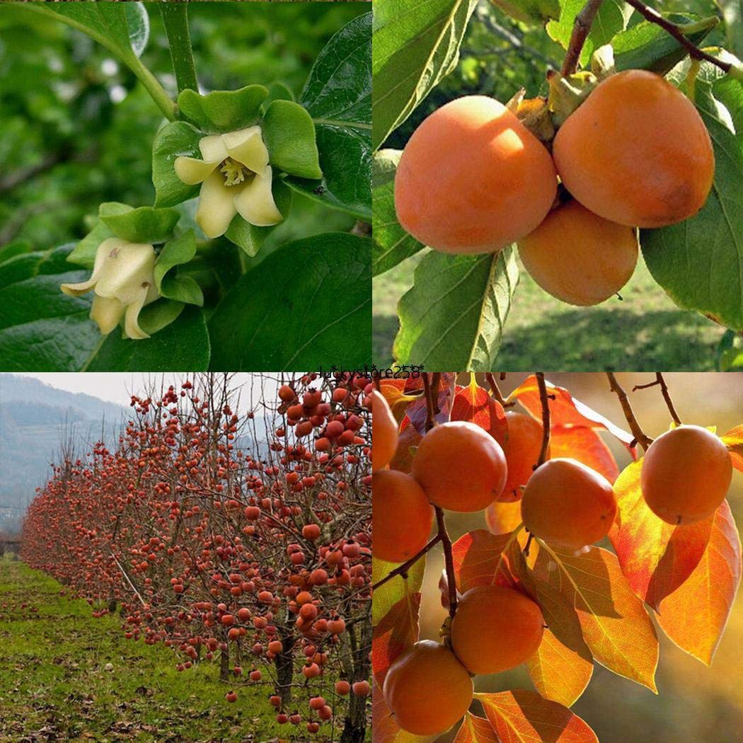 See full amazon price history chart for M-Tech Gardens Rare Persimmon Tropical Fruit Seeds for Growing (5 Seeds Pack) M-Tech Gardens Rare Persimmon Tropical Fruit Seeds for Growing (5 Seeds Pack) (B07H37BYHL) Amazon Price History, Amazon Price Tracker