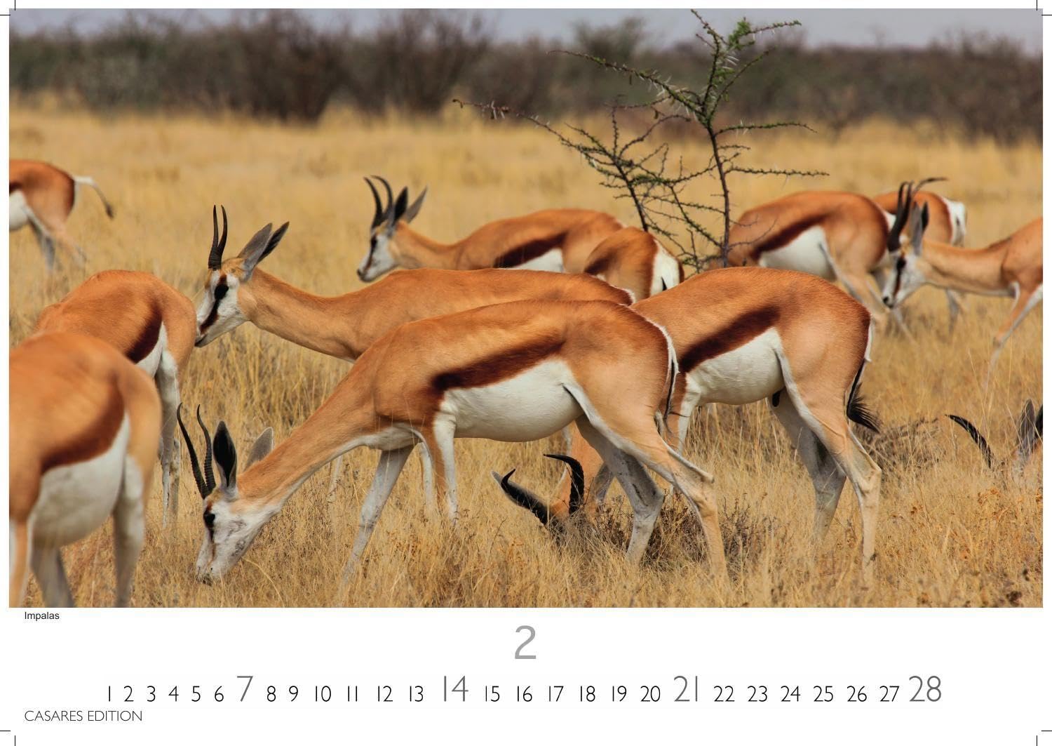 Kenia & Serengheti Kalender 2027 - Wandkalender | Fotokalender Afrika 35x50cm - Wunderschöne Tierkalender- und Naturschutzfotos.