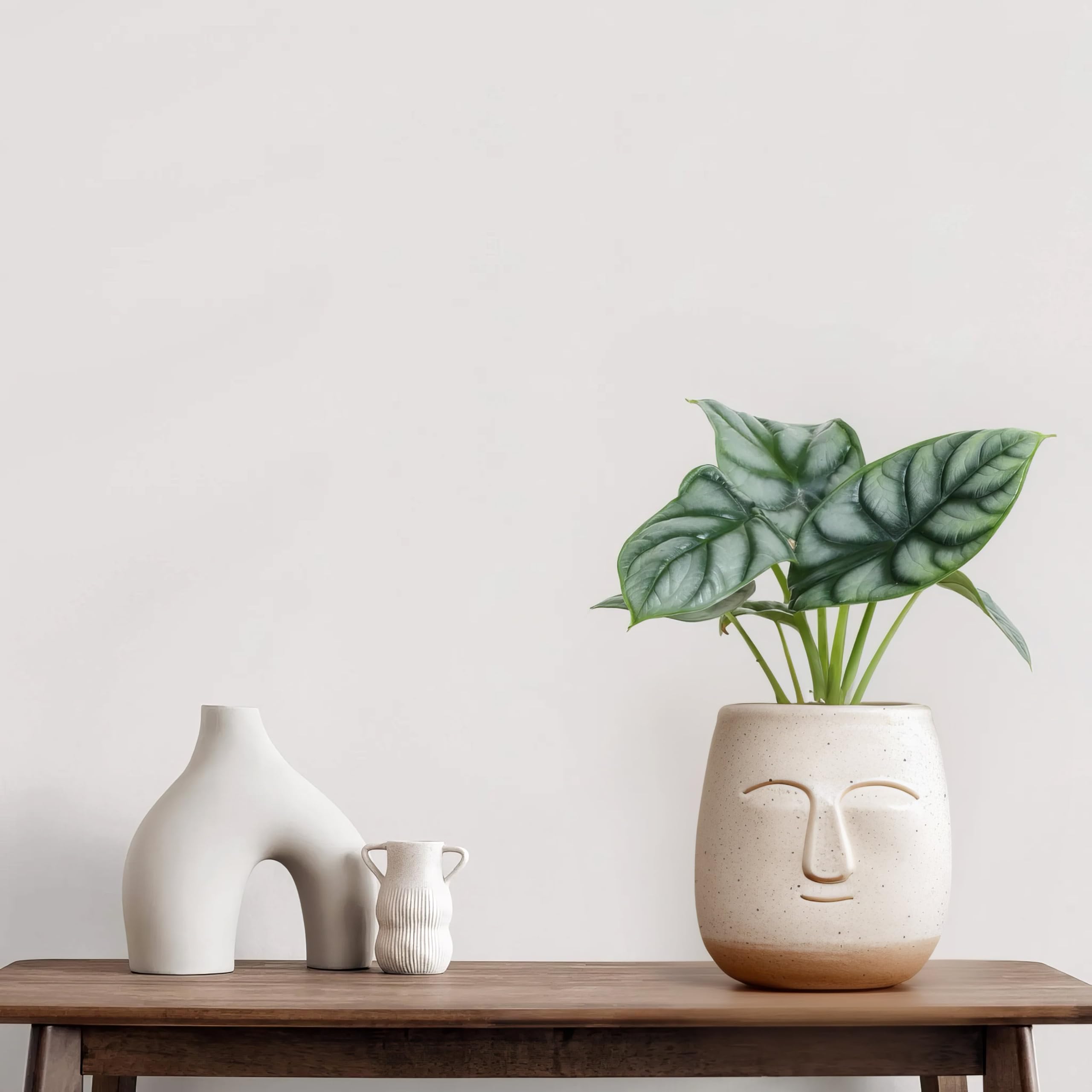 Alocasia Silver Dragon - 12cm Topf x 25cm Höhe, tropische Zimmerpflanze, frische Topfpflanze, grüner Blickfang für Wohnzimmer, Bad, Büro, exotisches Blattmuster, natürliche Zimmerdeko