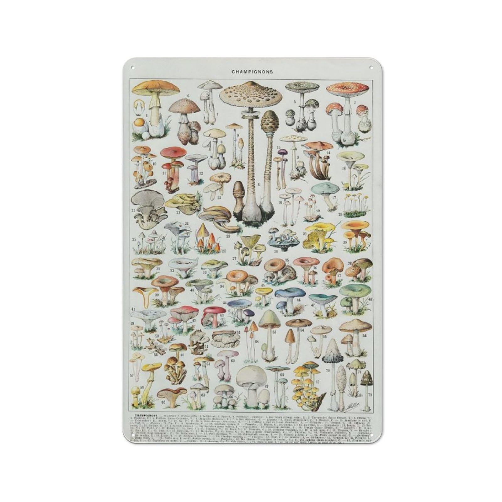 Junmoney Style-1 For Home Office Or Studio, Mushrooms Champignons Vintage Tin Sign 30X20cm, Tin Sign Wall Decor For Home Offices And Studios