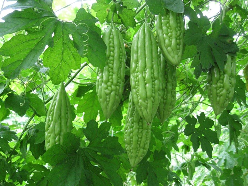 Agrey Bitter Gourd Vegetable Seeds (Green, Pack of 30 Seeds) (B0CZ3D2BHX) Amazon Price History, Amazon Price Tracker