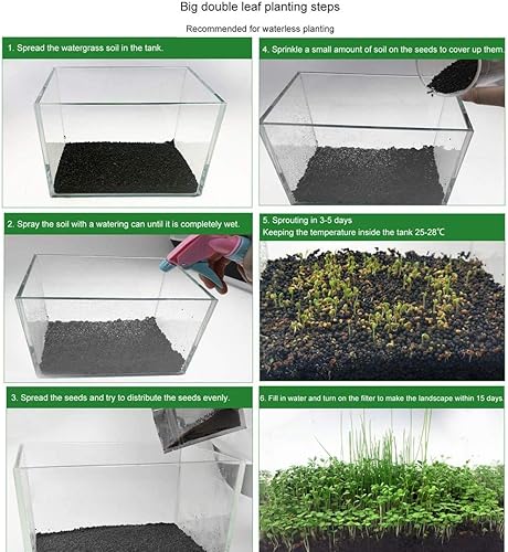 Miniatura 7 de Paquete de 2 semillas de plantas de acuario vivas, plantas de hierba de agua, mini hojas, semillas de plantas de hierba de acuario, hierba de hoja