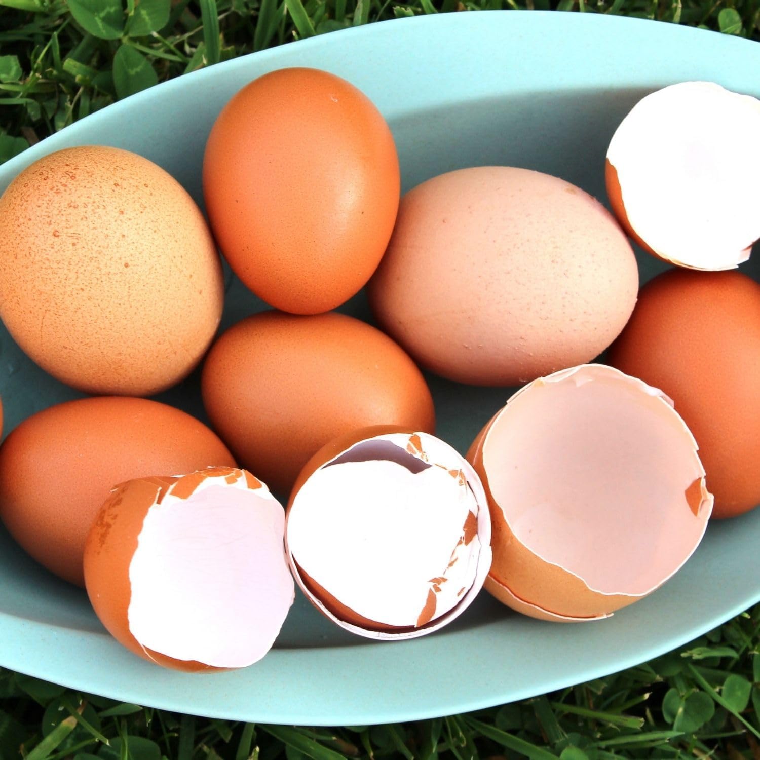 Premium Poultry Calcium Supplement for Bone Health & Egg Production-Chick’N Calcium from Chick’N Swell Brand- for All Poultry. 16.8 oz