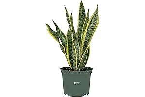 Liven Up Your Space with the Tall Snake Plant: An 8-15 Inch Wonder!