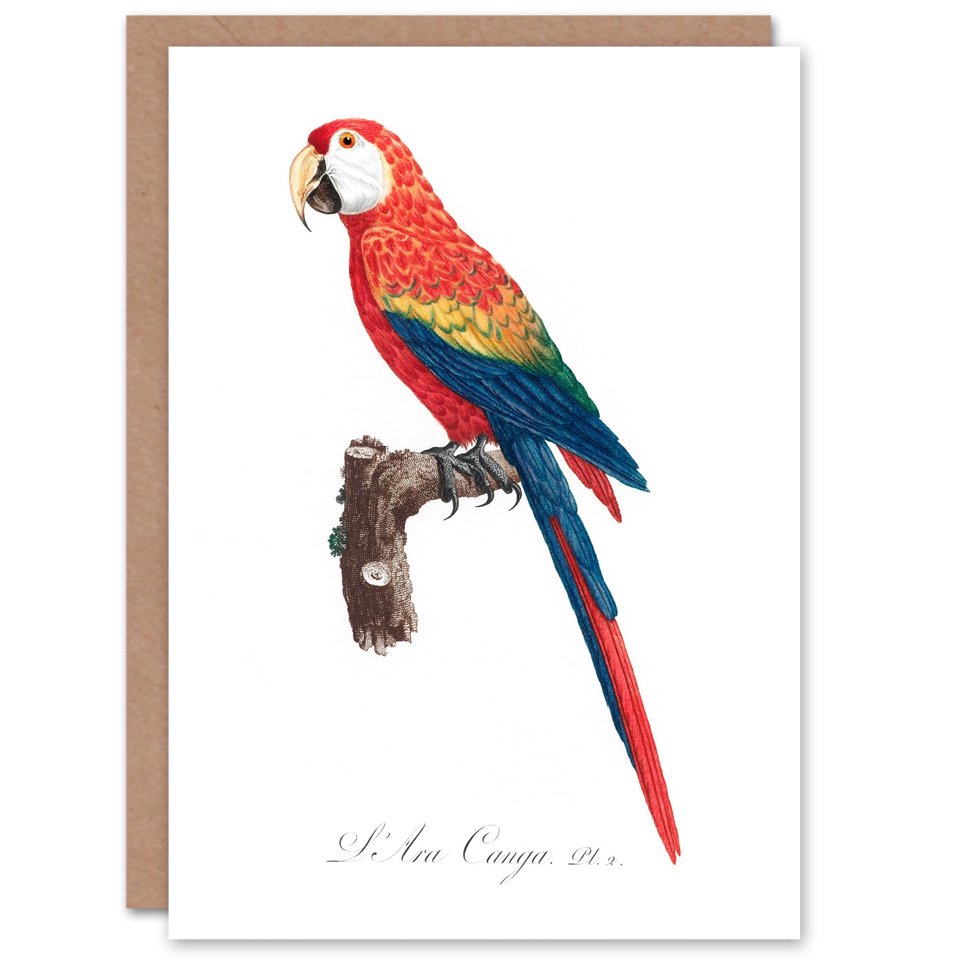Artery8 Francois Levaillant Art Card Scarlet Macaw Parrot