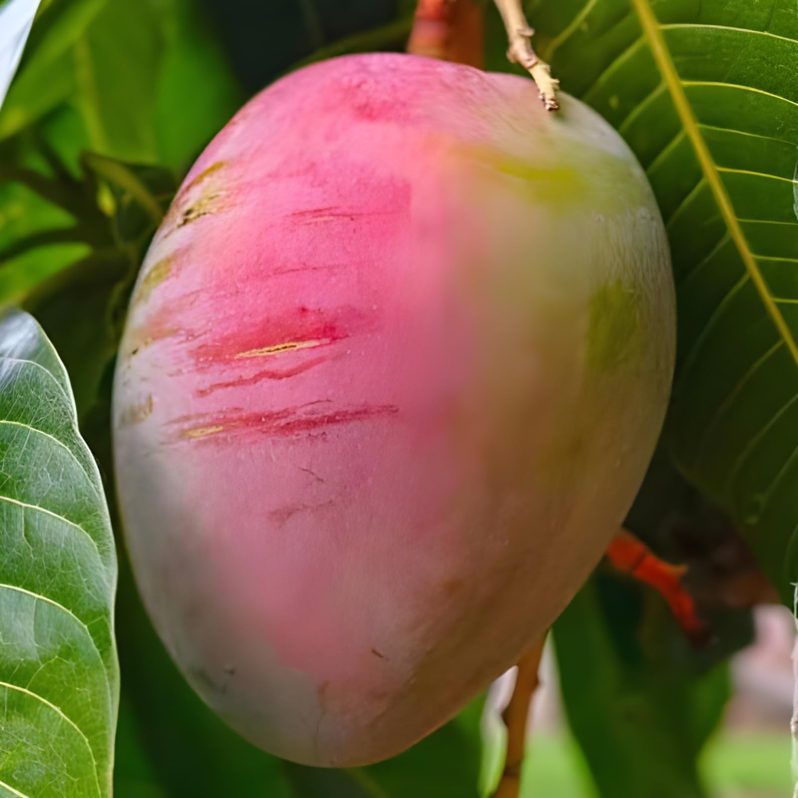 See full amazon price history chart for GreenCaart Original Thai All Time Red Mango Healthy Hybrid Grafted Baramasi Live Plant Fruit after 3 Month Pack Of 1(Plant Height 1.5-2 Feet) GreenCaart Original Thai All Time Red Mango Healthy Hybrid Grafted Baramasi Live Plant Fruit after 3 Month Pack Of 1(Plant Height 1.5-2 Feet) (B0CVG2B83G) Amazon Price History, Amazon Price Tracker