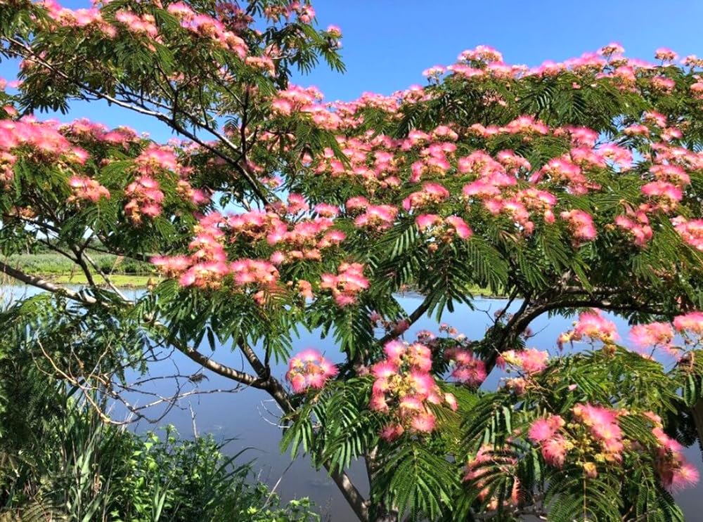 Amazon.com : Albizia Julibrissin Tree Seeds Mimosa Silk