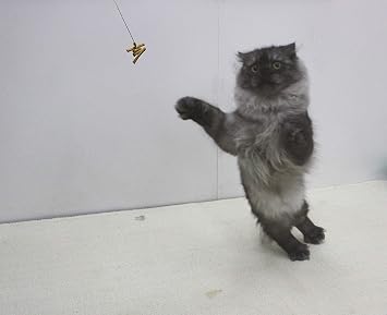 Cat Dancer 101 Cat Dancer Interactive Cat Toy, 3 Pack