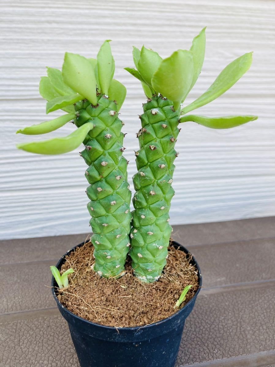 Amazon.co.jp: モンアデニウム モンアデニューム 開運観葉植物 多肉