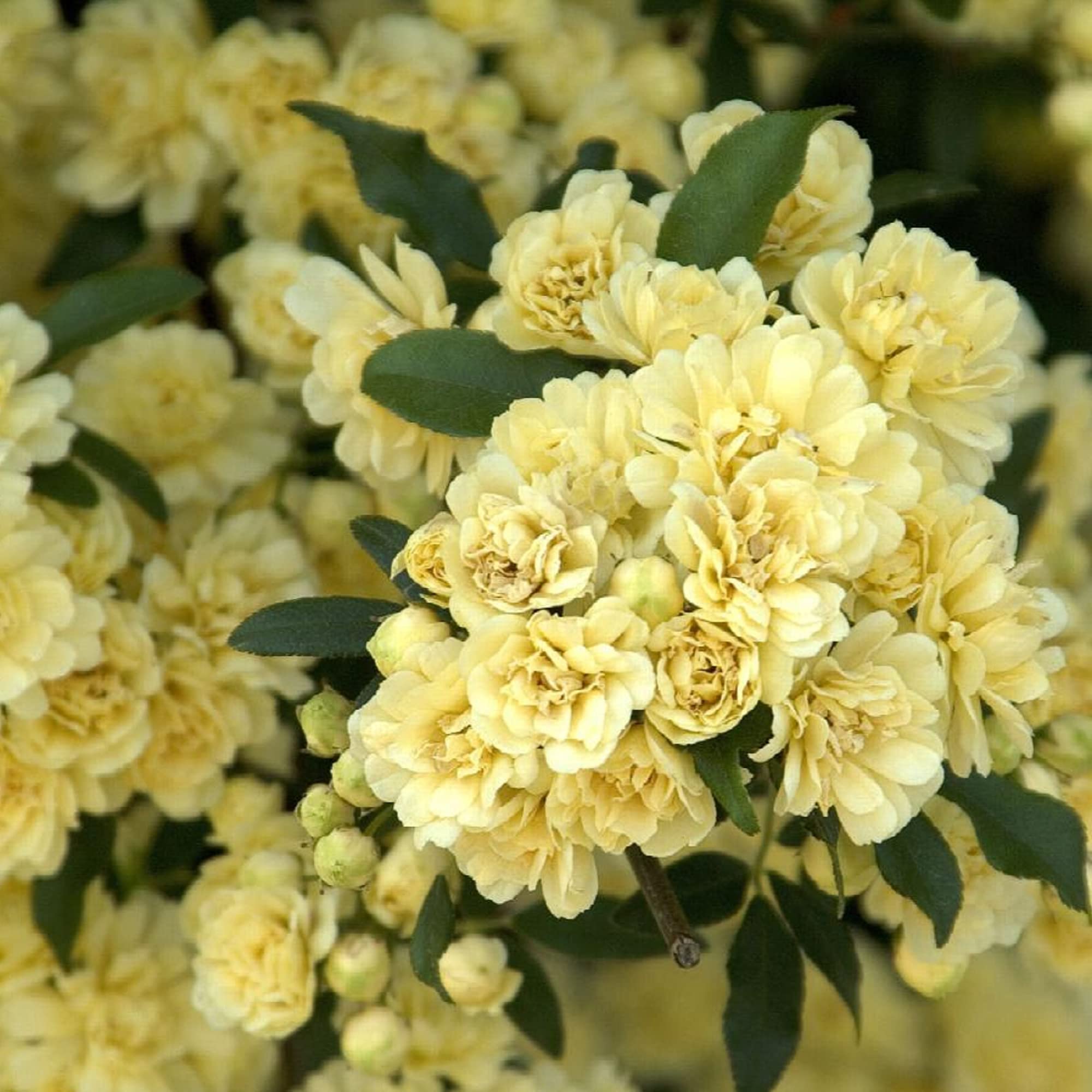 rococoRoseyellowflower LeedsBIG size 38㎝ Amazon.com: CHUXAY GARDEN Thornless Baby Yellow Rose Seed 6