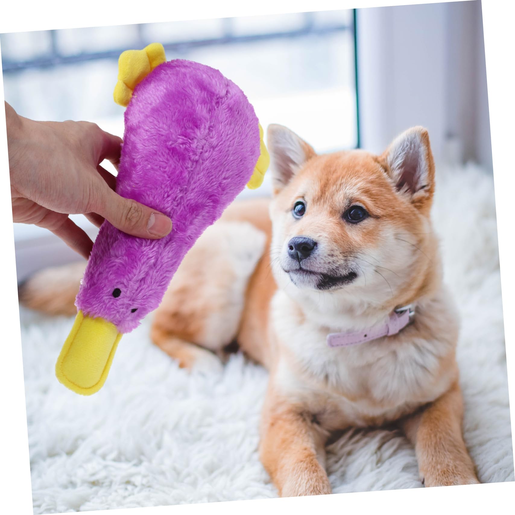 Couineur Résistant Forme de Canard pour Chien Peluche Légère et Facile à Nettoyer pour Chiots Dentition et Dressage et Sûr pour Mâcher