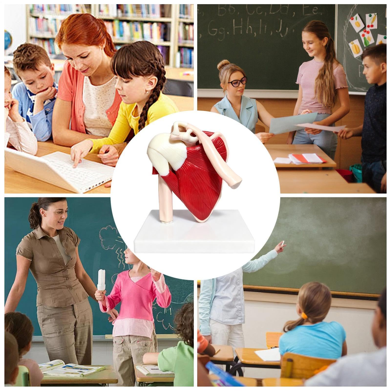 Modelo para articulación del hombro Ayuda Anatómica de Aprendizaje PVC | Modelo De Articulación Del Hombro Musculado Para médico, hombres, mujeres, niños, niñas, jóvenes, adolescentes, hijo, hija,