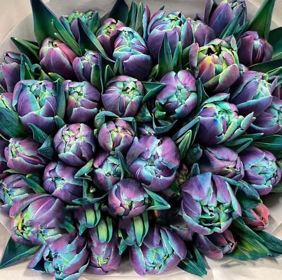 Bulbos De Tulipán Doble Pasión Violeta - 20 Unidades, Resistentes Al Invierno, Perennes, Ideales Para Jardín, Macetas Y Balcones