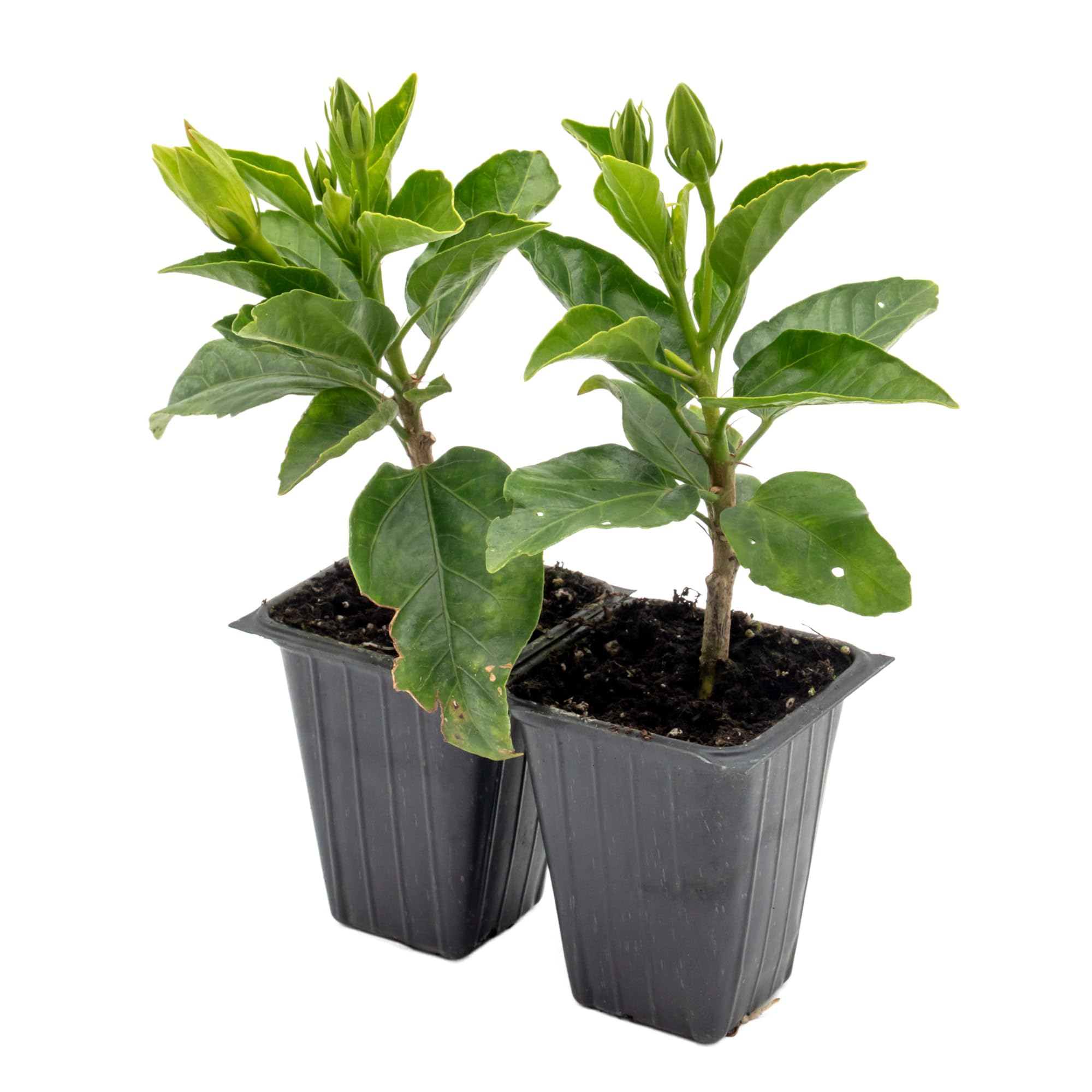Santana Hibiscus 4-Pack