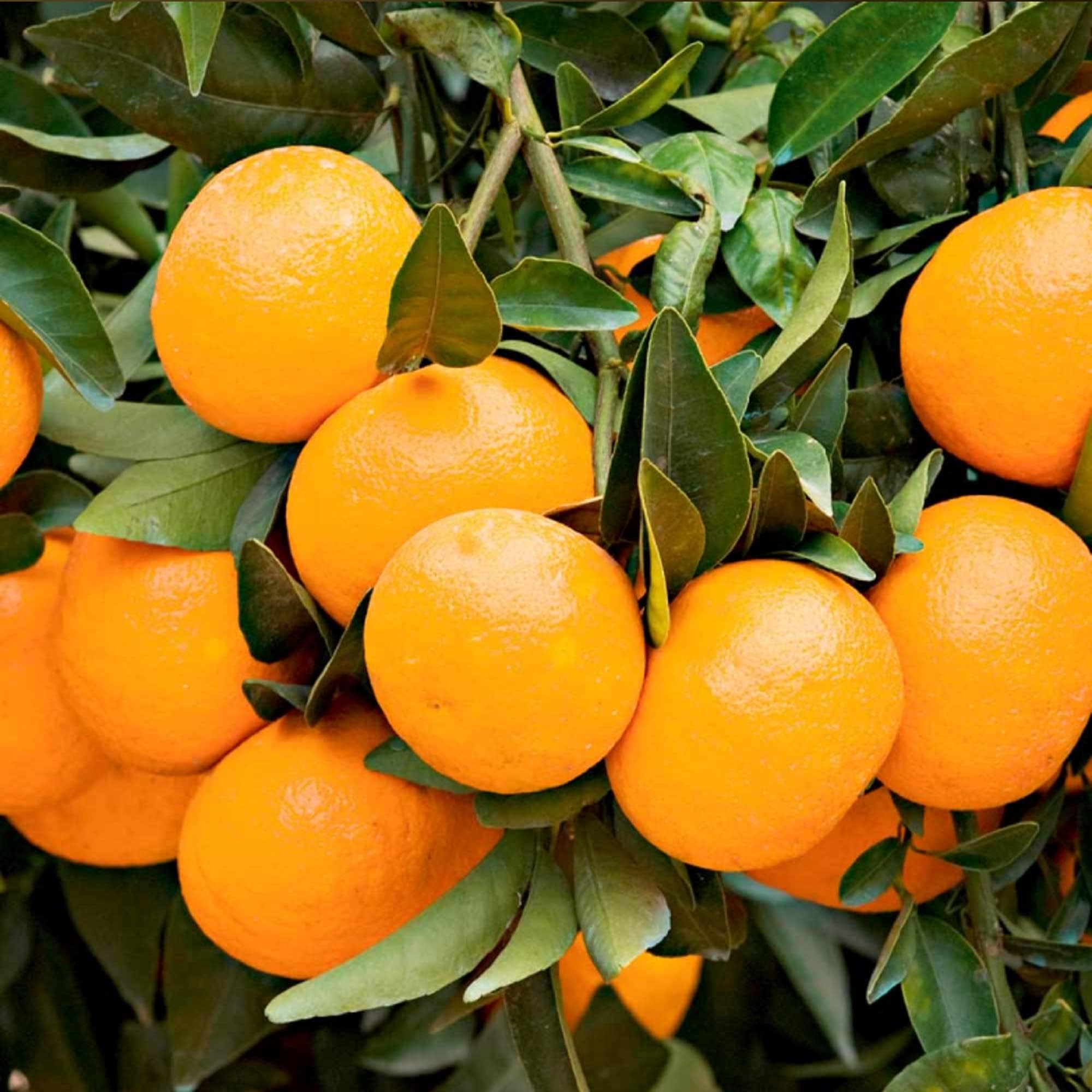 Citrus Tree Madarin, Citrus Fruit, Orange Fruits, Citrus reticulata Clemenules, Scented Flowers, Indoor/Outdoor, Supplied As 1 x in A 5-Litre Nursery Pot by Suttons