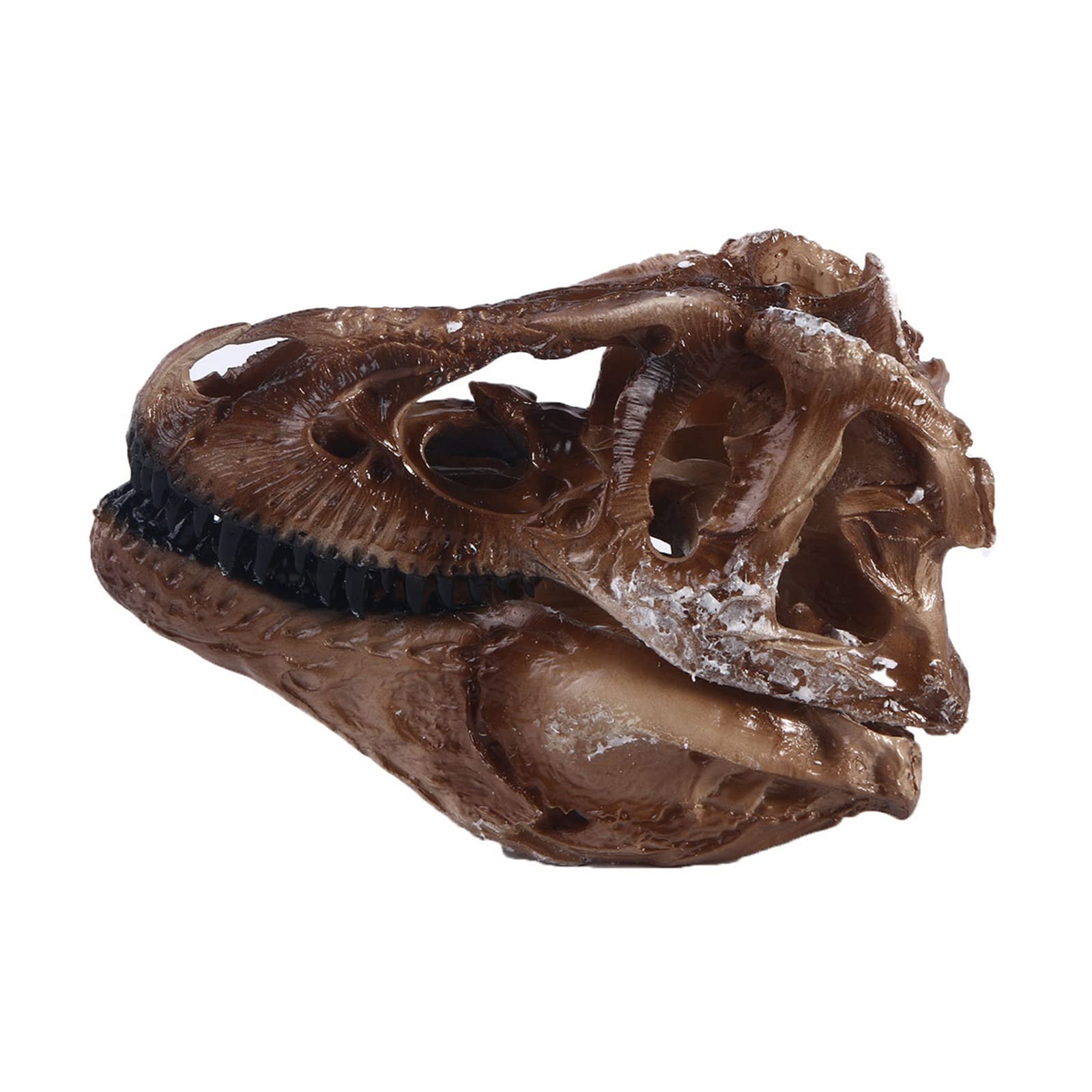 Amazon.co.jp: 樹脂製動物恐竜の頭蓋骨の頭の模型 - T-Rex恐竜の