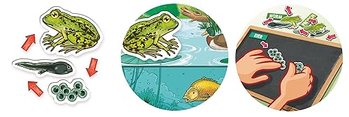 Miniatura 4 de Clementoni - 59068 - Galileo - El ciclo de vida de una rana