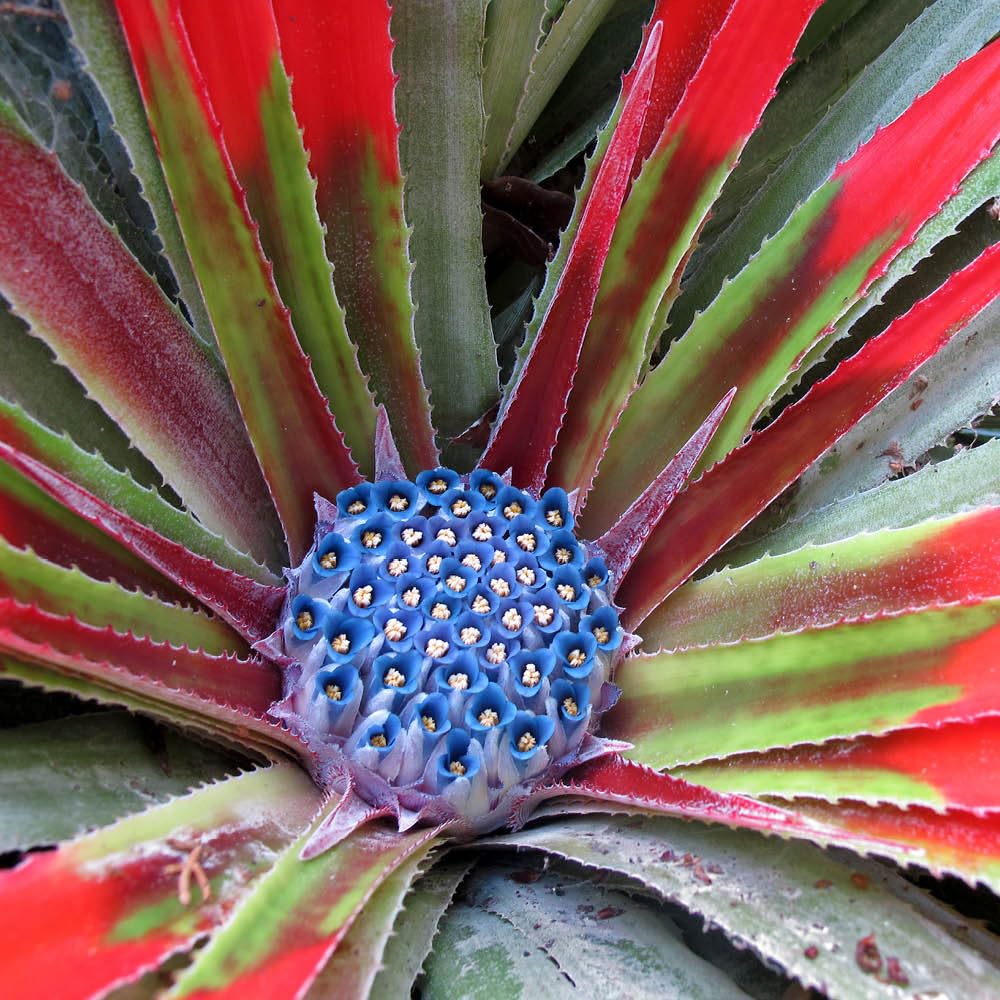 YouGarden Hardy Bromeliad 'Fascicularia Bicolour', Established Plant in 9cm Pot, Ready to Plant