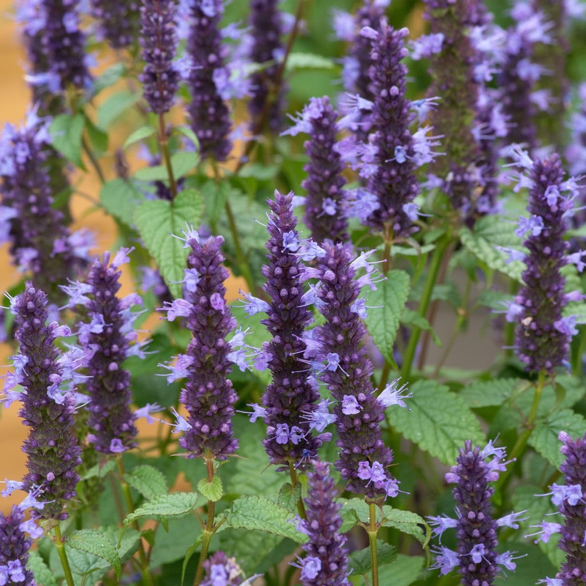 Agastache Little Adder Perennial Plant, Purple Flowers, Bee Friendly, 9cm Pot