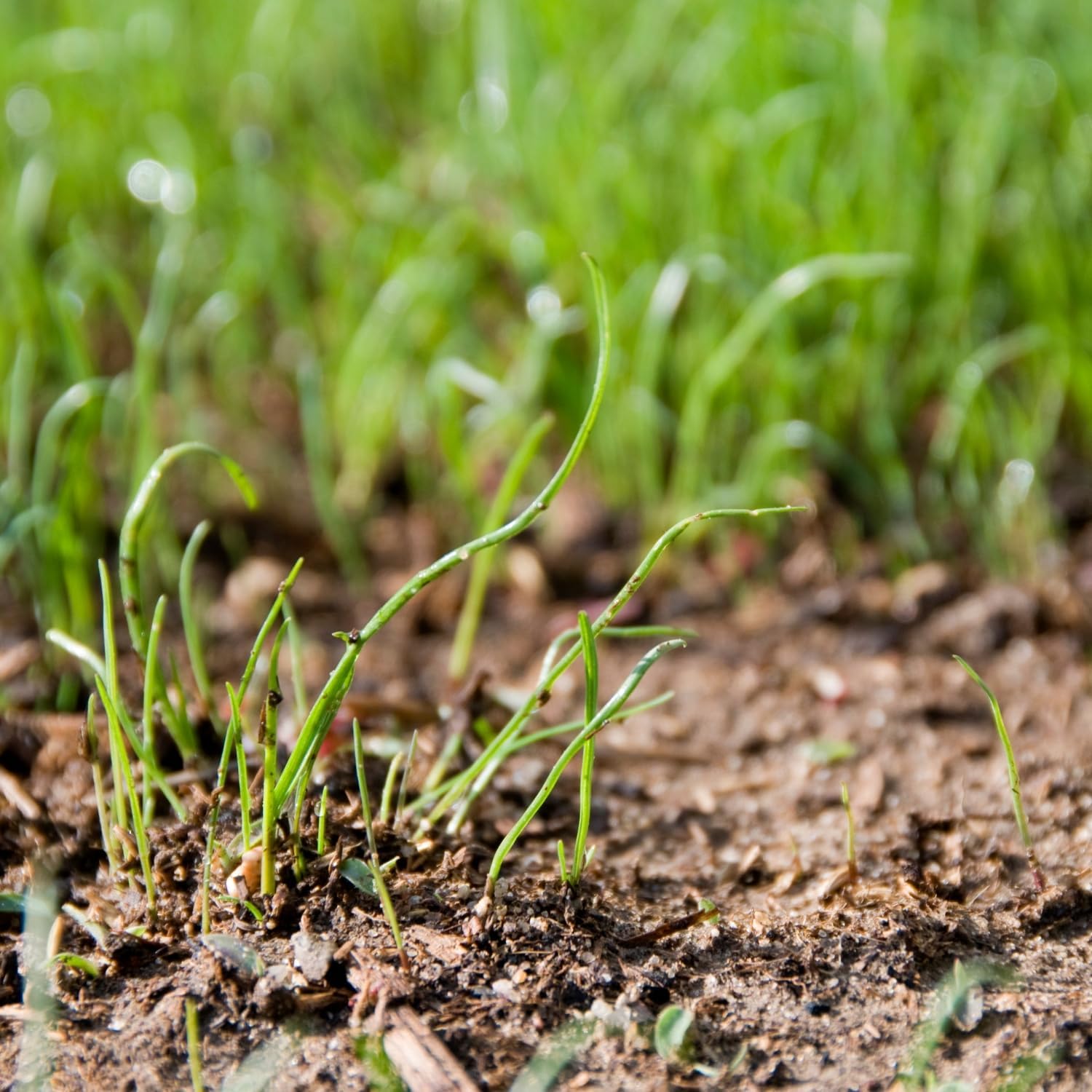Rye Grass Annual Field Seed by Evergreen Farm and Garden (50 Lb Bag)