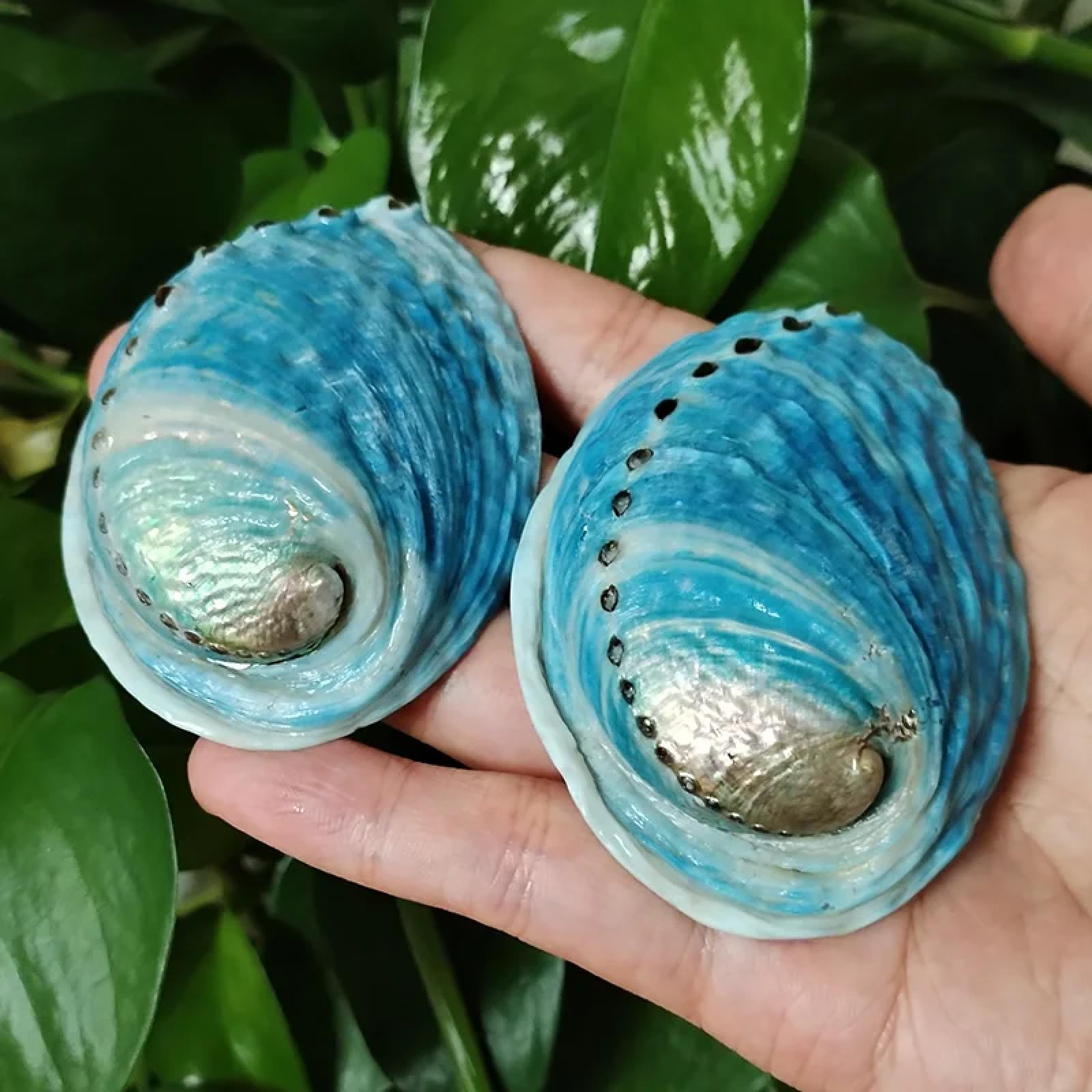 FOSANGNANTU Shells for Crafts,2Pcs 7-8cm Blue Abalone Seashell Natural Paua Shell Haliotis Iris Aquarium Landscape Seashells for Nautical Decor Jewelry Holder