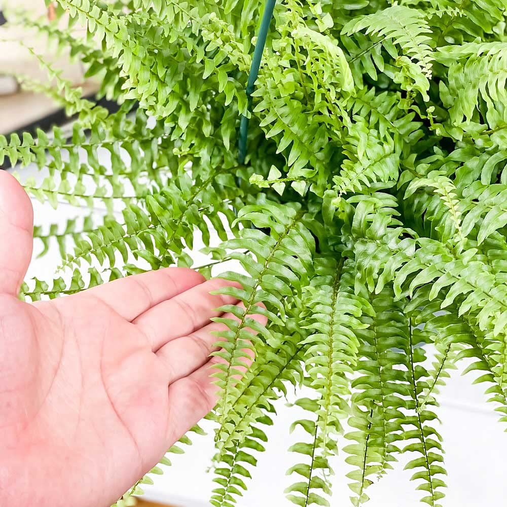 Amazon｜PLANCHU 観葉植物 ネフロレピス ツデー 6号吊り鉢 育て方説明