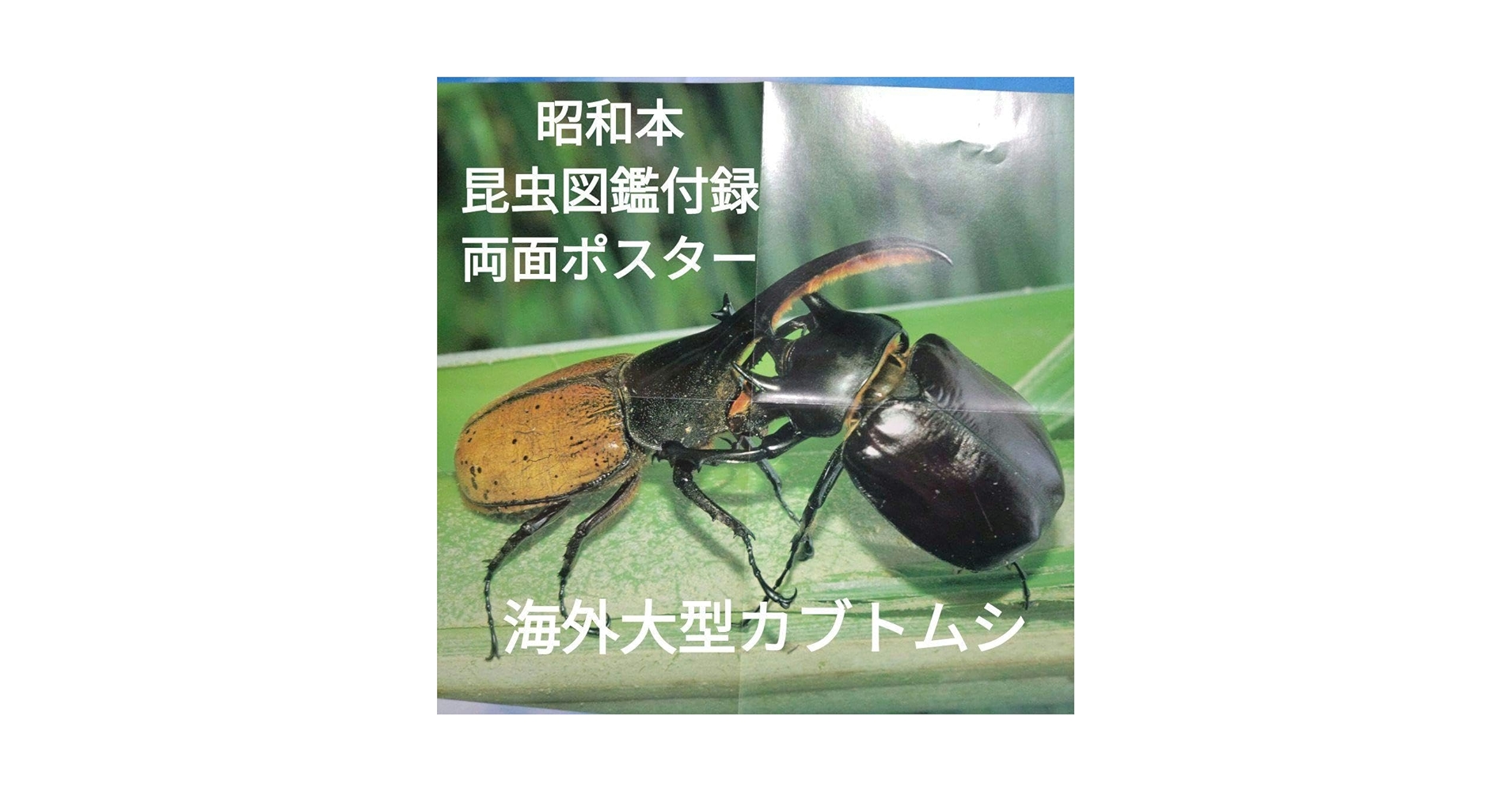 折りたたみポスター希少！ 海外カブトムシ＆クワガタ昆虫図鑑付録　昭和58年当時品 折りたたみポスター希少！ 海外カブトムシ＆クワガタ昆虫図鑑