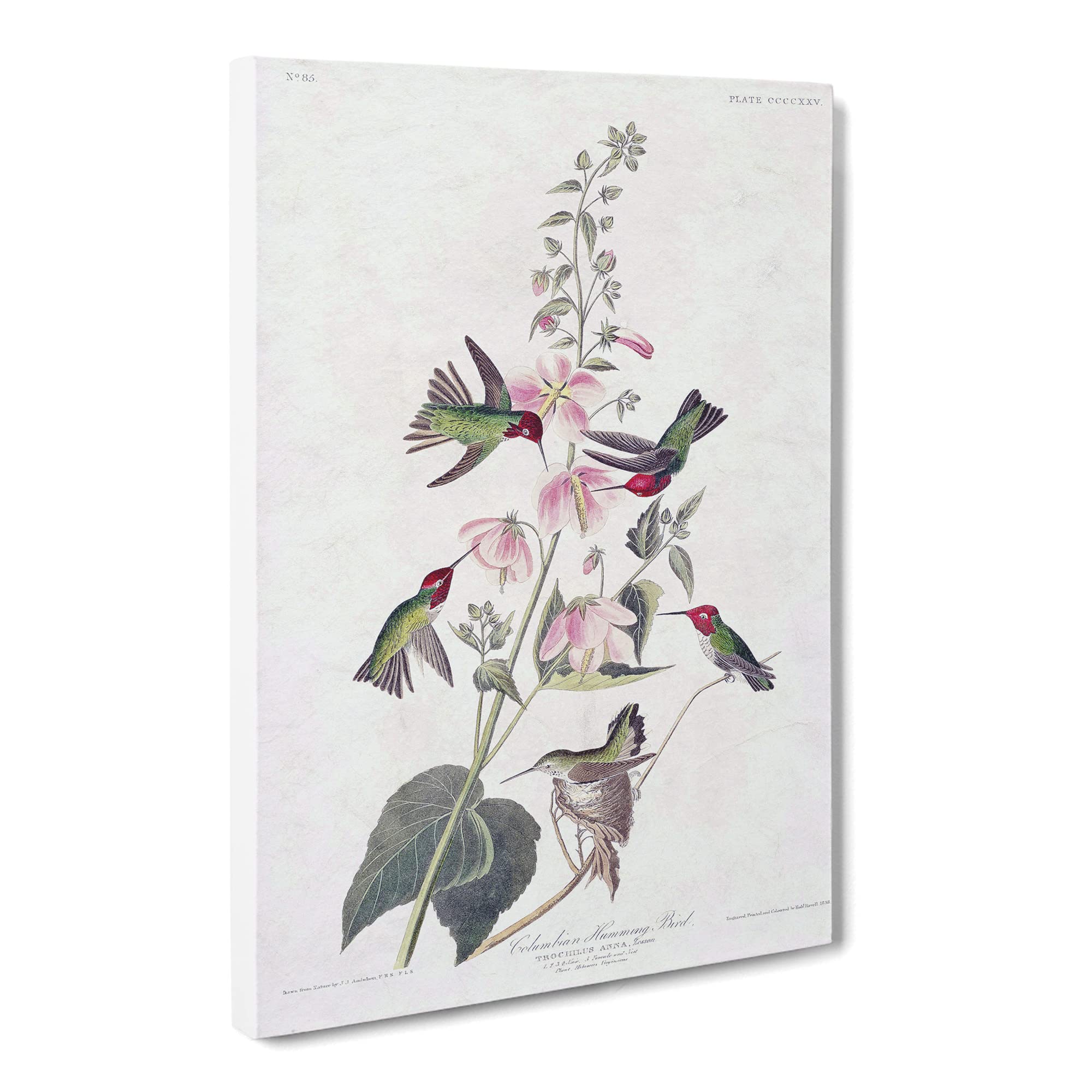 Columbian Hummingbirds By John James Audubon Canvas Print, Mixed, 25L x 50W cm