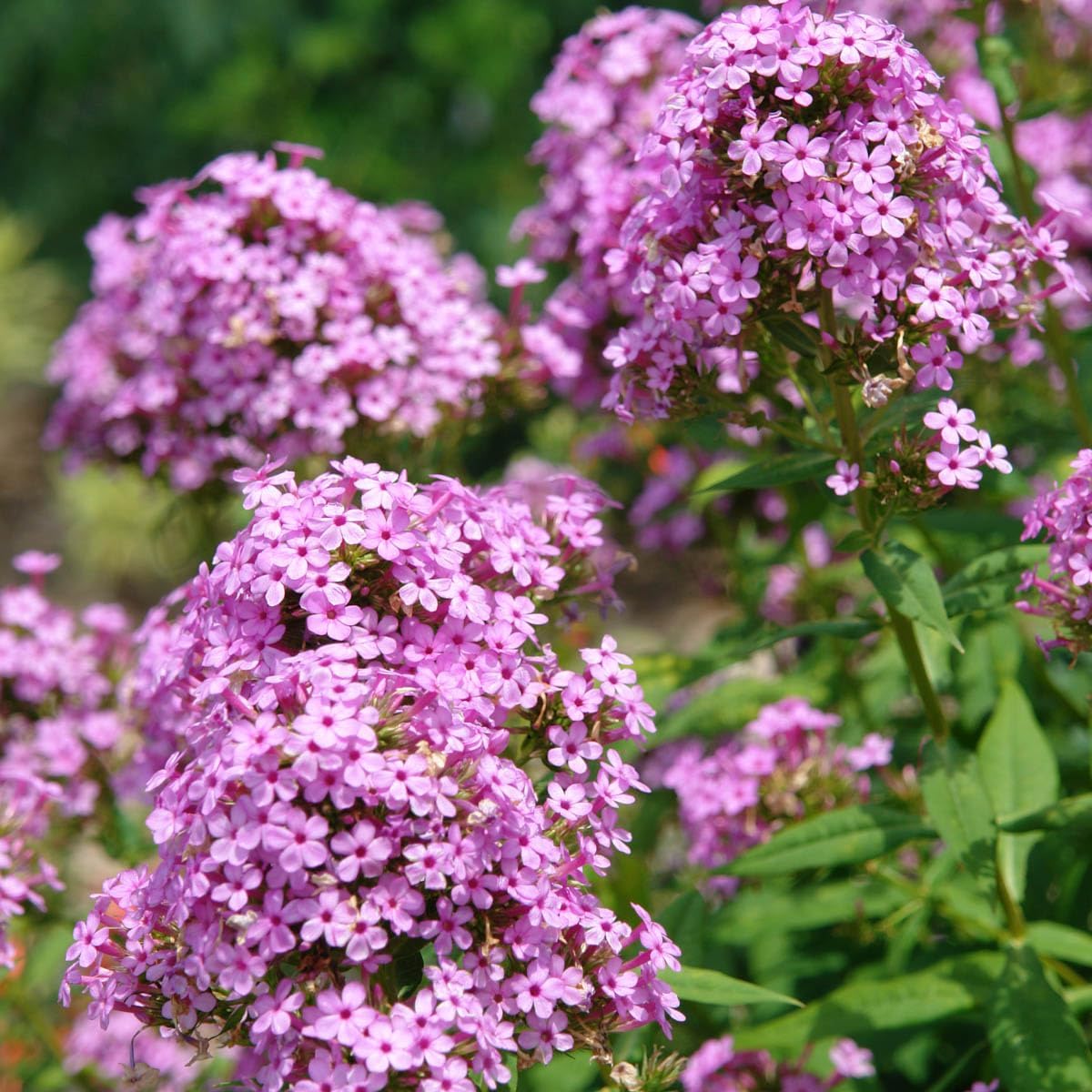 Direct Gardening - Tall Phlox Mixture Dormant Bare Root Perennial Flowering Starter Plant Roots - 8 Plants per Offer