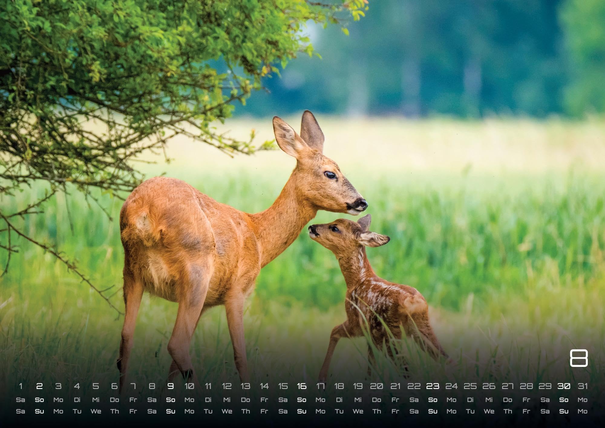 Waldtiere - Heimische Waldbewohner - Der Tierkalender - 2026 - Kalender DIN A2: Der Wandkalender mit den schönsten Waldtier-Motiven für das Jahr 2026 im extragroßen Format DIN A2 (ca. 60 x 42 cm)!