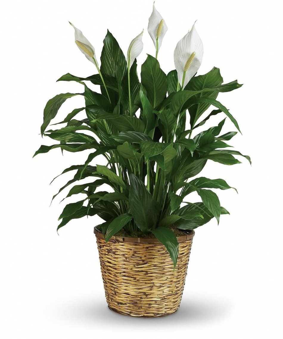 ponytail palm recurvata Palm - Ponytail (Beaucarnea recurvata) main image 0