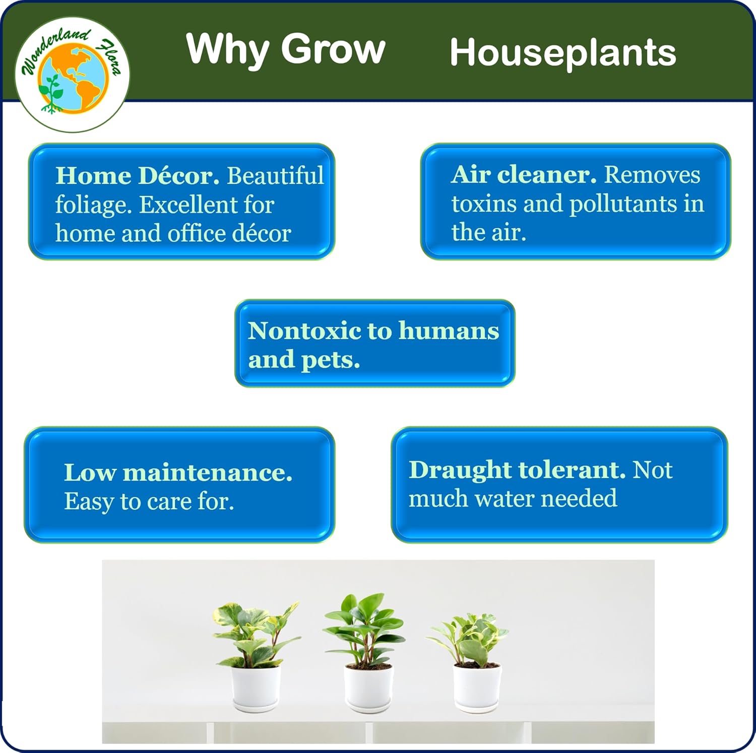 3PK Peperomia obtusifolia in 4” Decor Pots, Baby Rubber Plant, Live Indoor houseplant, Air Purifier, Pets Friendly, Foliage Plant, Succulent