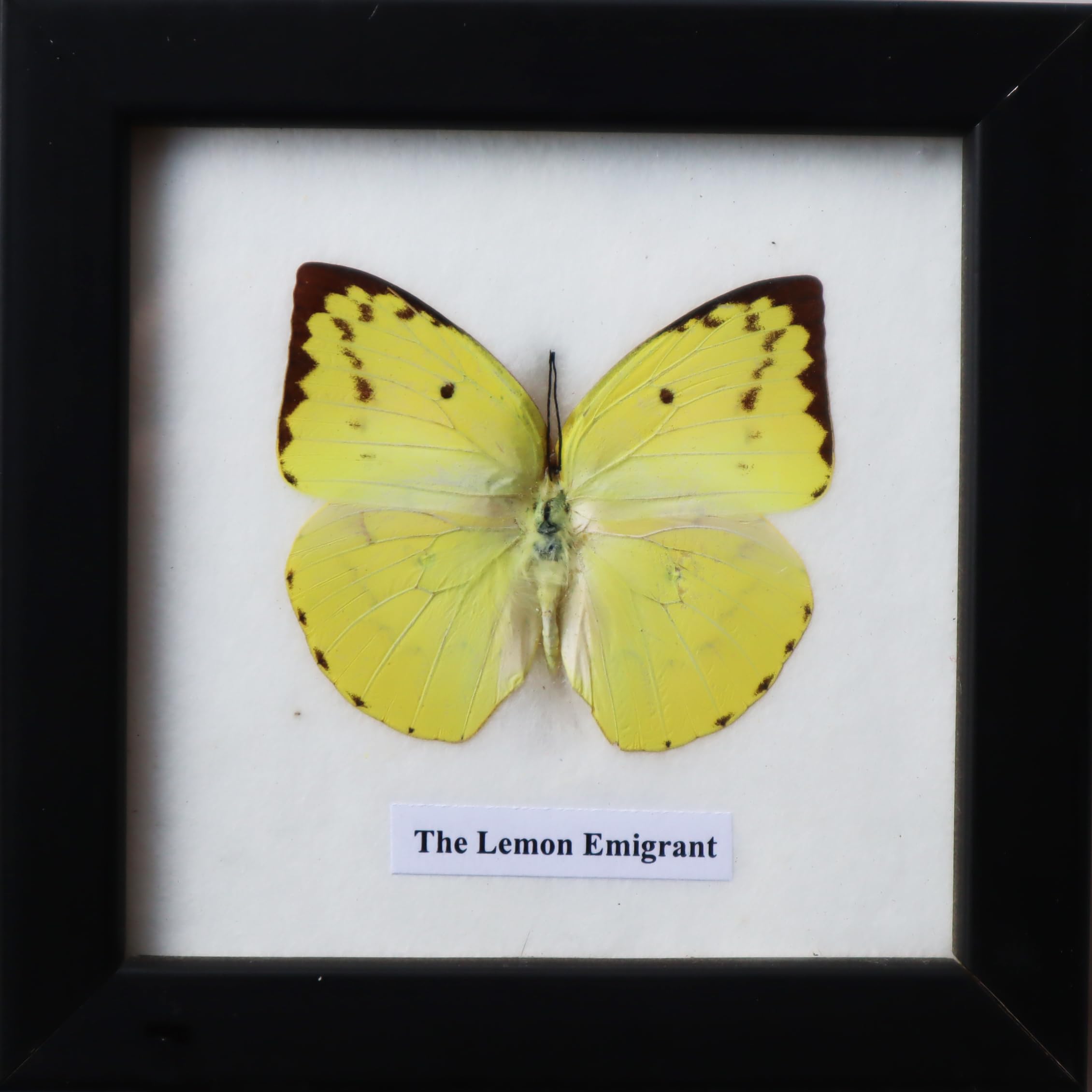ThaiHonest Real Lemon Emigrant Butterfly Taxidermy Display - Exotic Insect Specimen for Home Decor and Collections with Wooden Frame