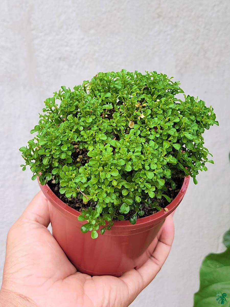 MITU Outdoor Plant Table Kamini Flower Plant For Home Gardening And Home Decor