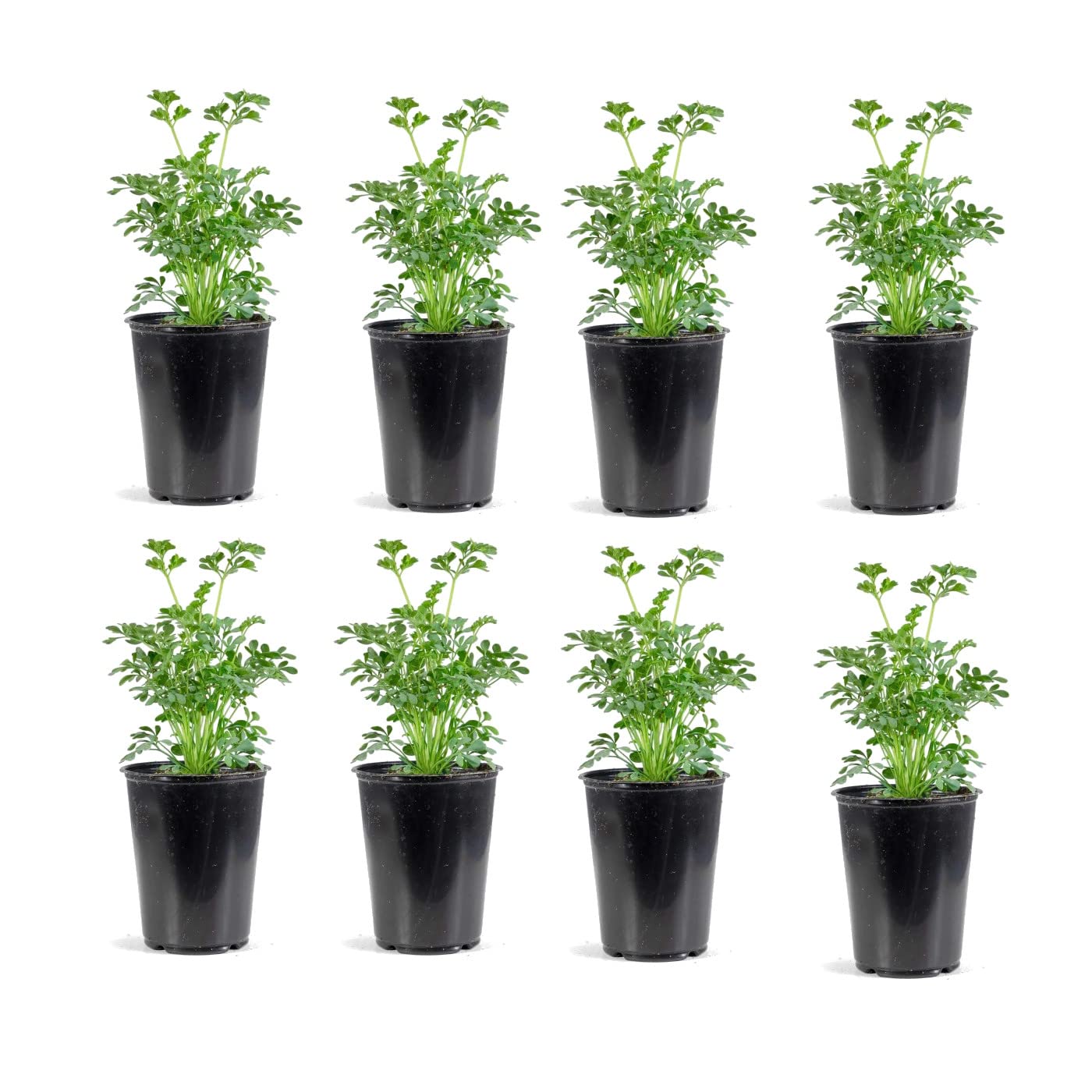 Plantas de Ruda | Pack 8 Unidades | DECOALIVE | Hierbas Naturales | Ruta Graveolens