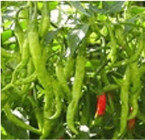 Jwala - Semillas de pimientos picantes (más de 20 semillas)  Sin OGM  Semillas de flores para plantar  Paquete de invernadero de jardín para el hogar