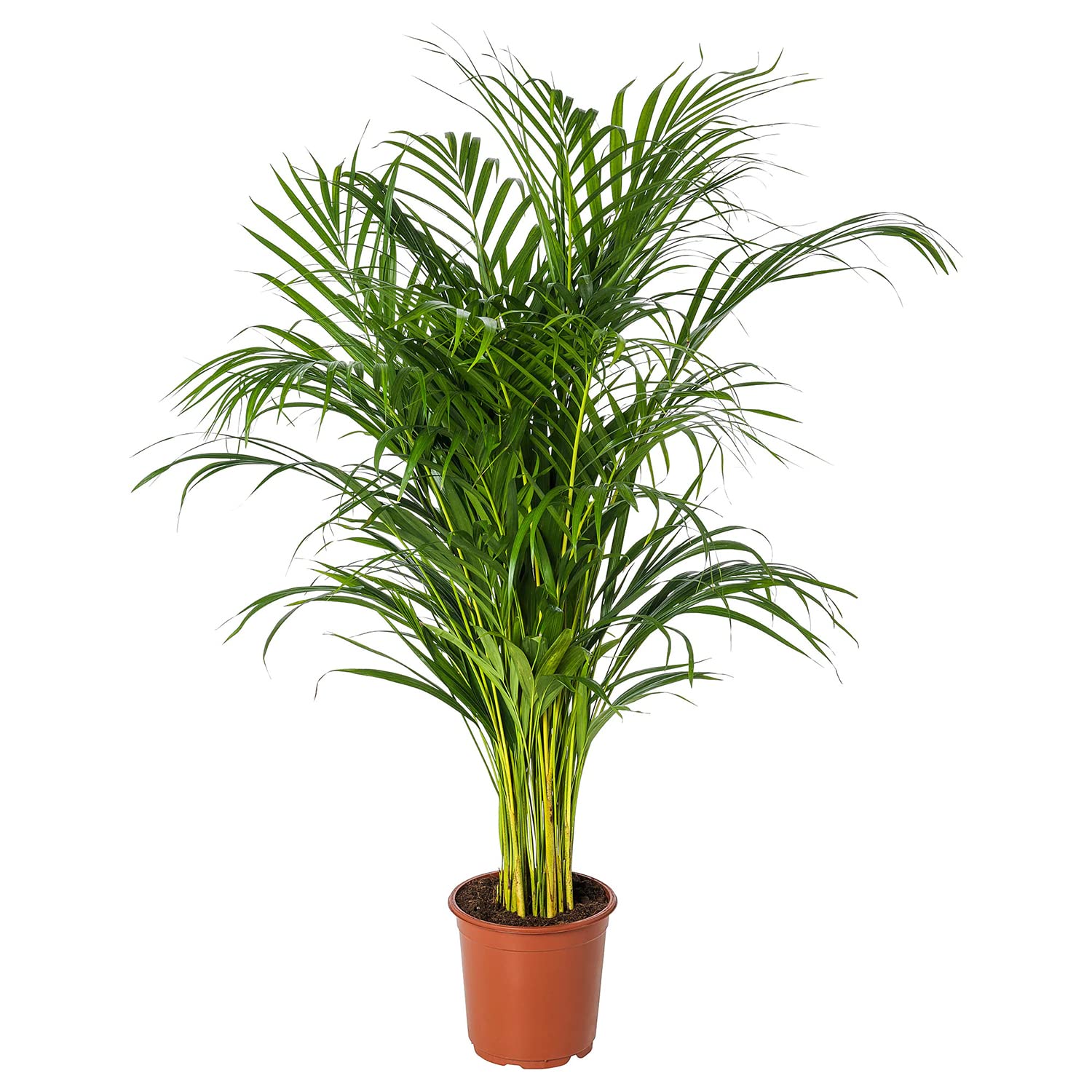UGALOO Areca palm Live Plant pack of 1