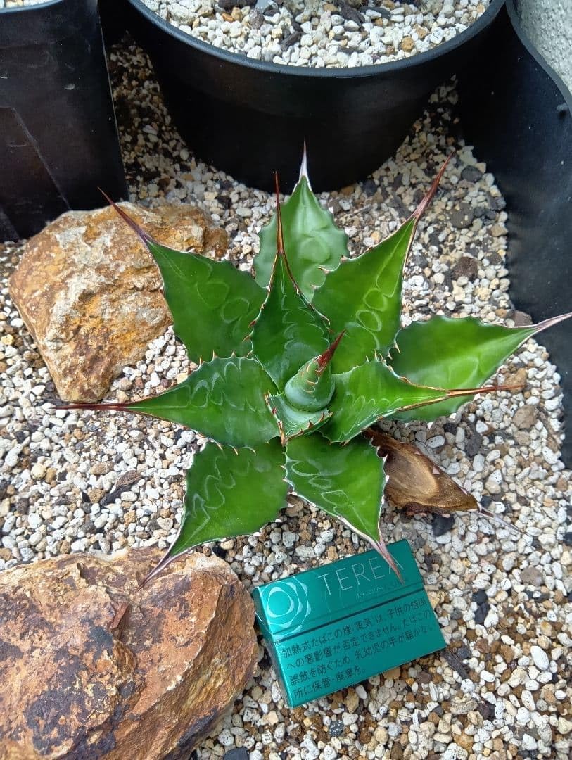 双子の兄様 ドワーフナムワ バナナ苗7本