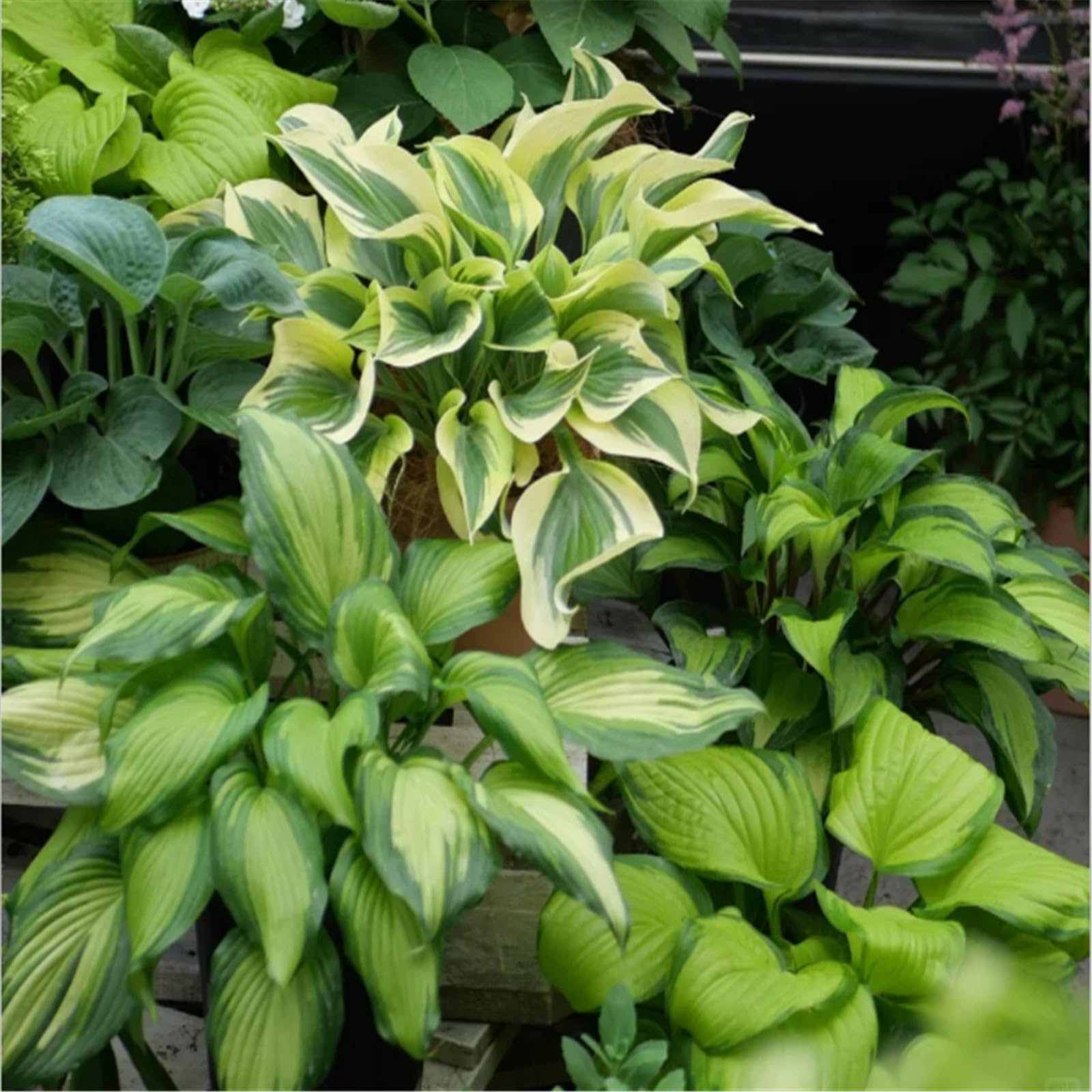 Hardy Perennial,Canna Plants UK, Excellent Display Hosta tubers - Large perennials - Great as Ground Cover in The shade-10bulbs-B