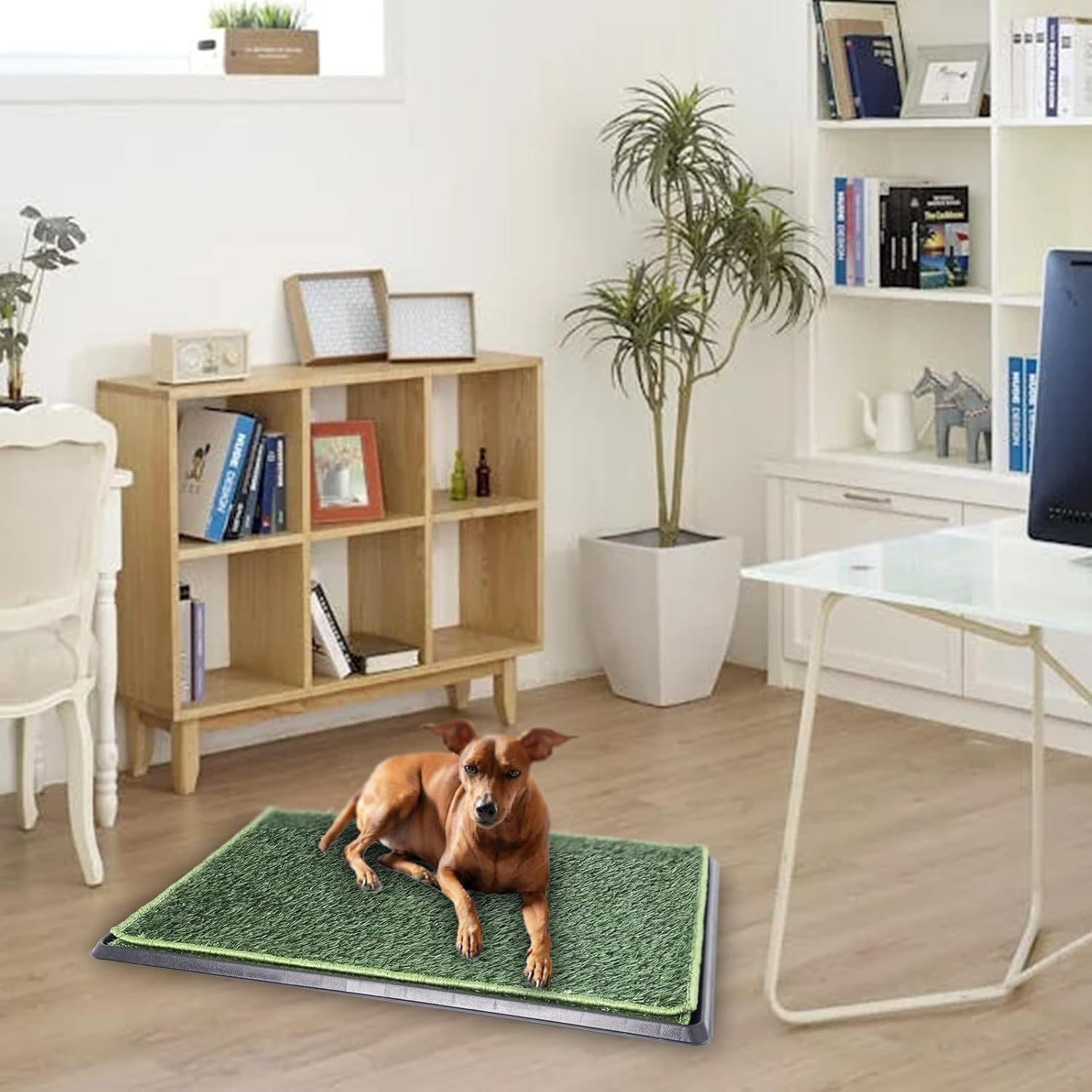 Inodoro para perros