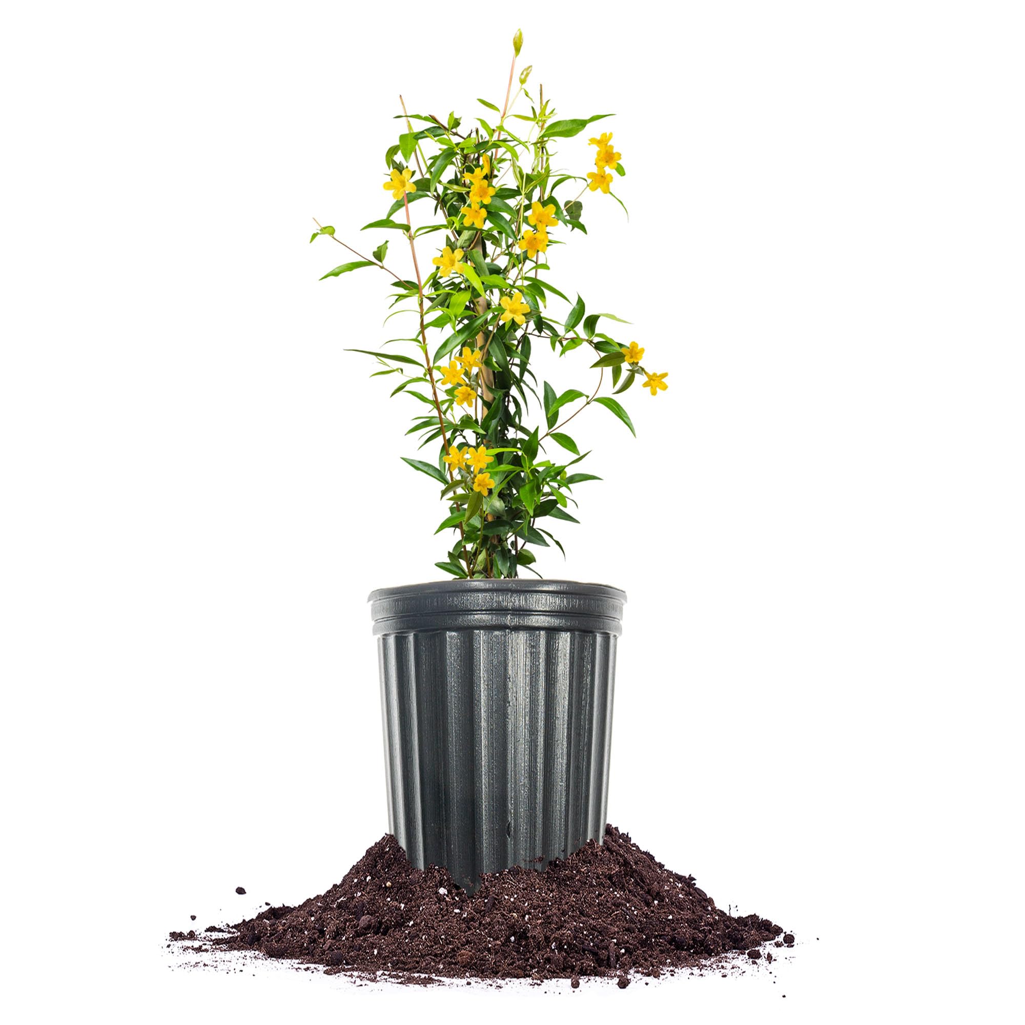 Yellow Carolina Jessamine Perfect Plants