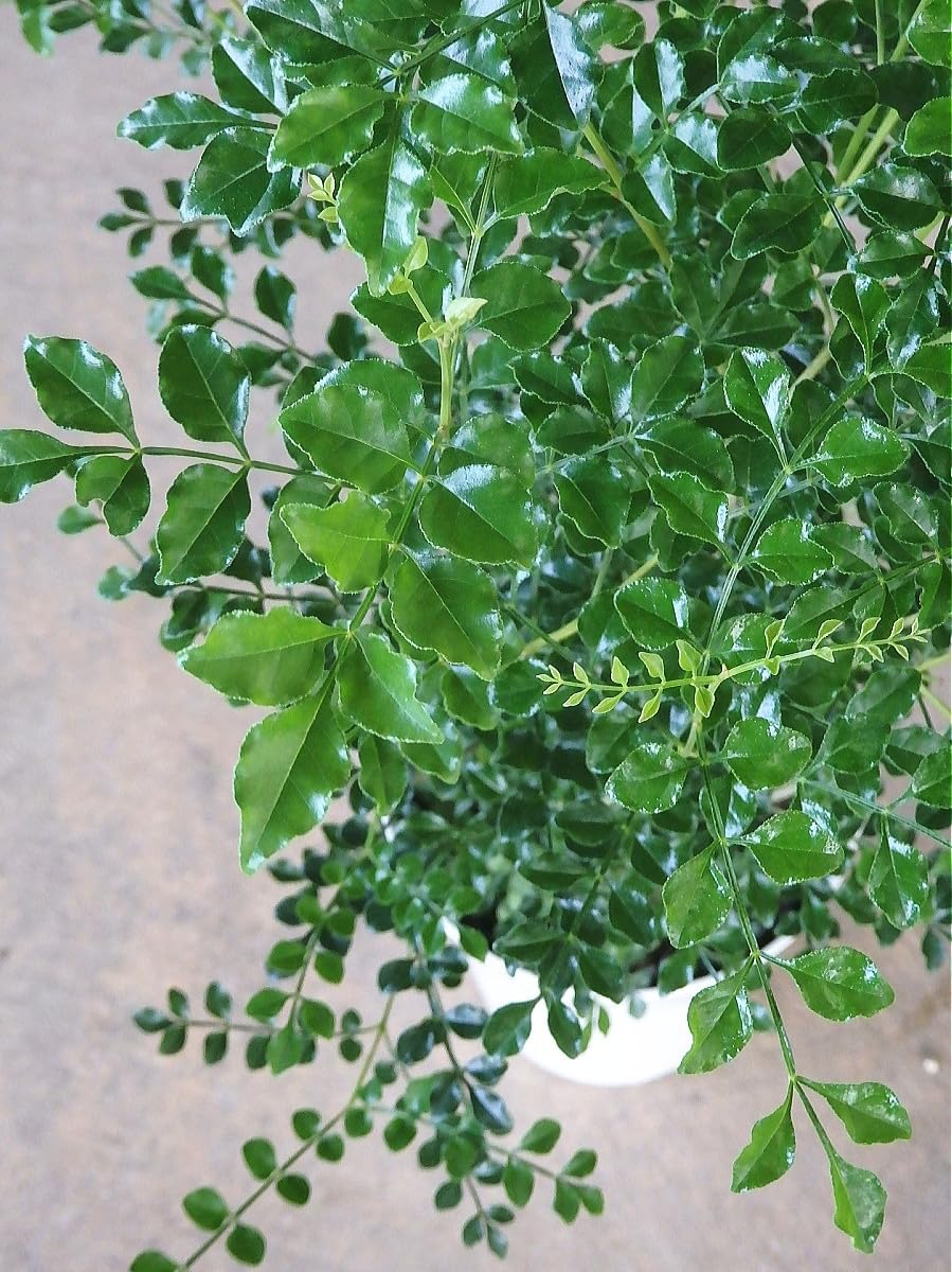 Amazon｜シマトネリコ(6号) 観葉植物｜観葉植物 オンライン通販