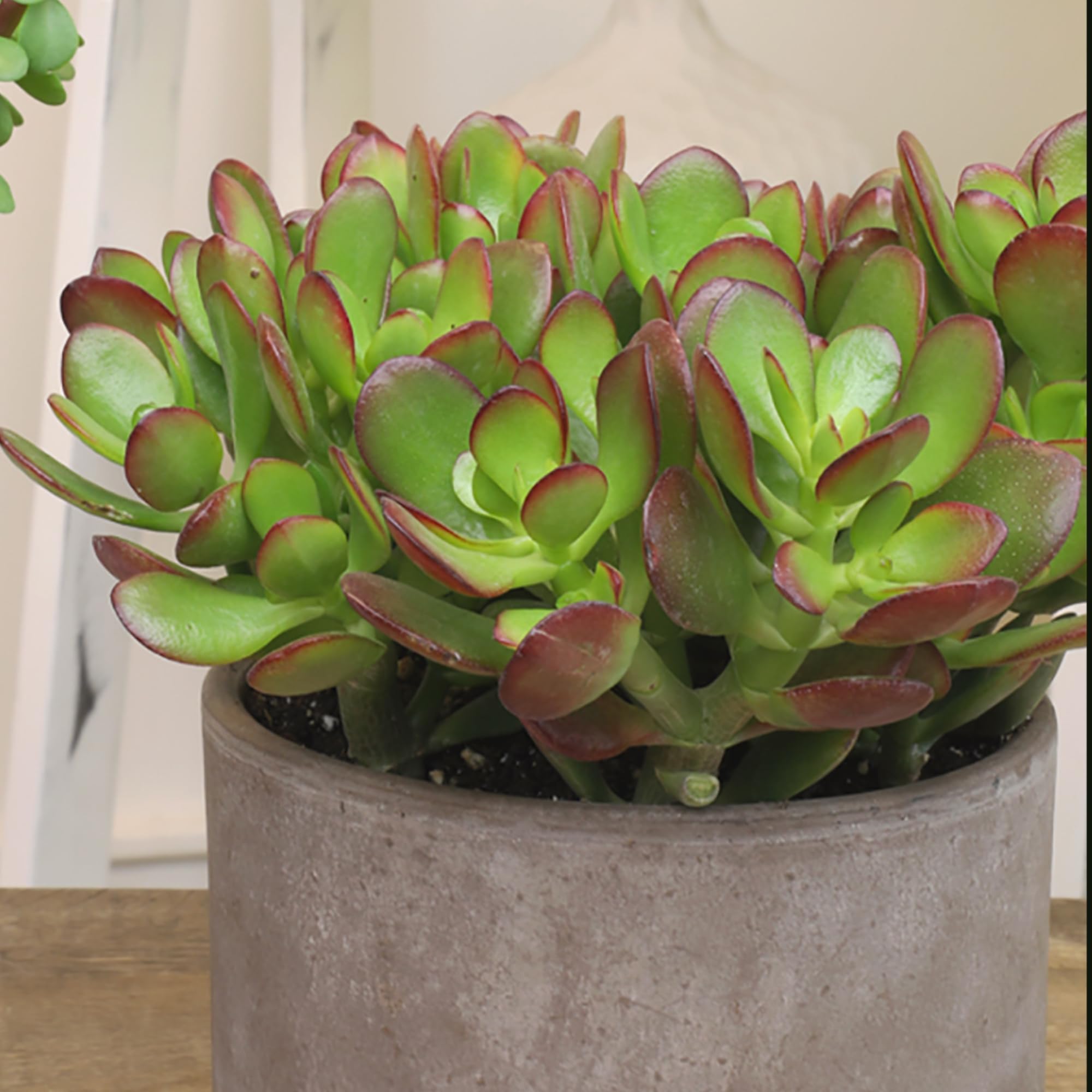 hanging shelf for plants Dusk Grey Plant Shelves: Showcase Your Plants with Elegance