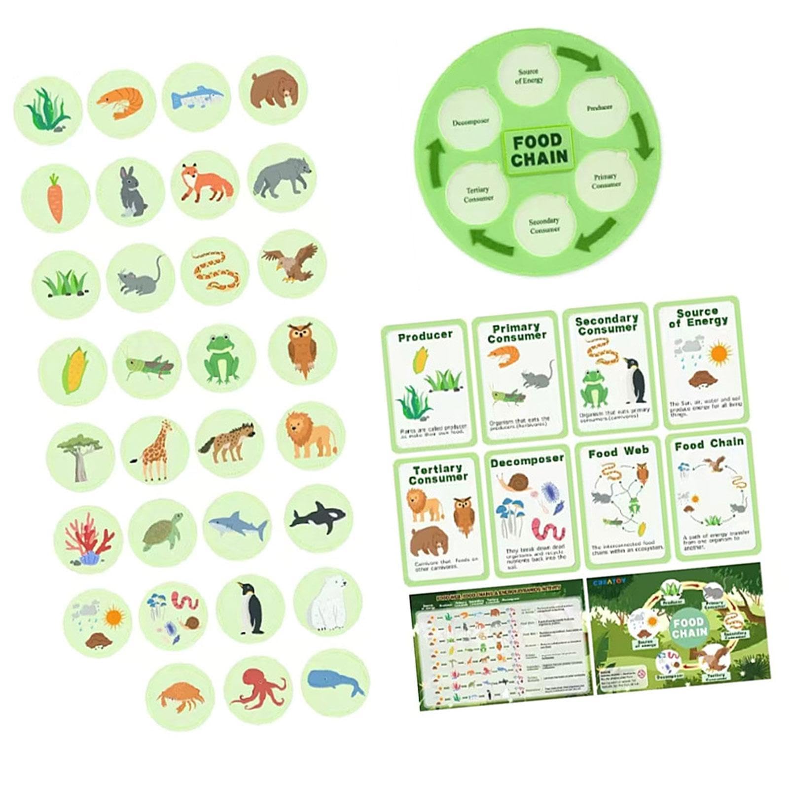 Life Cycle Kit Food Chain,Party Favors,Fun Learning Food Web Animal Learning for Preschool 3 4 5 6 7 8 Classroom,Children