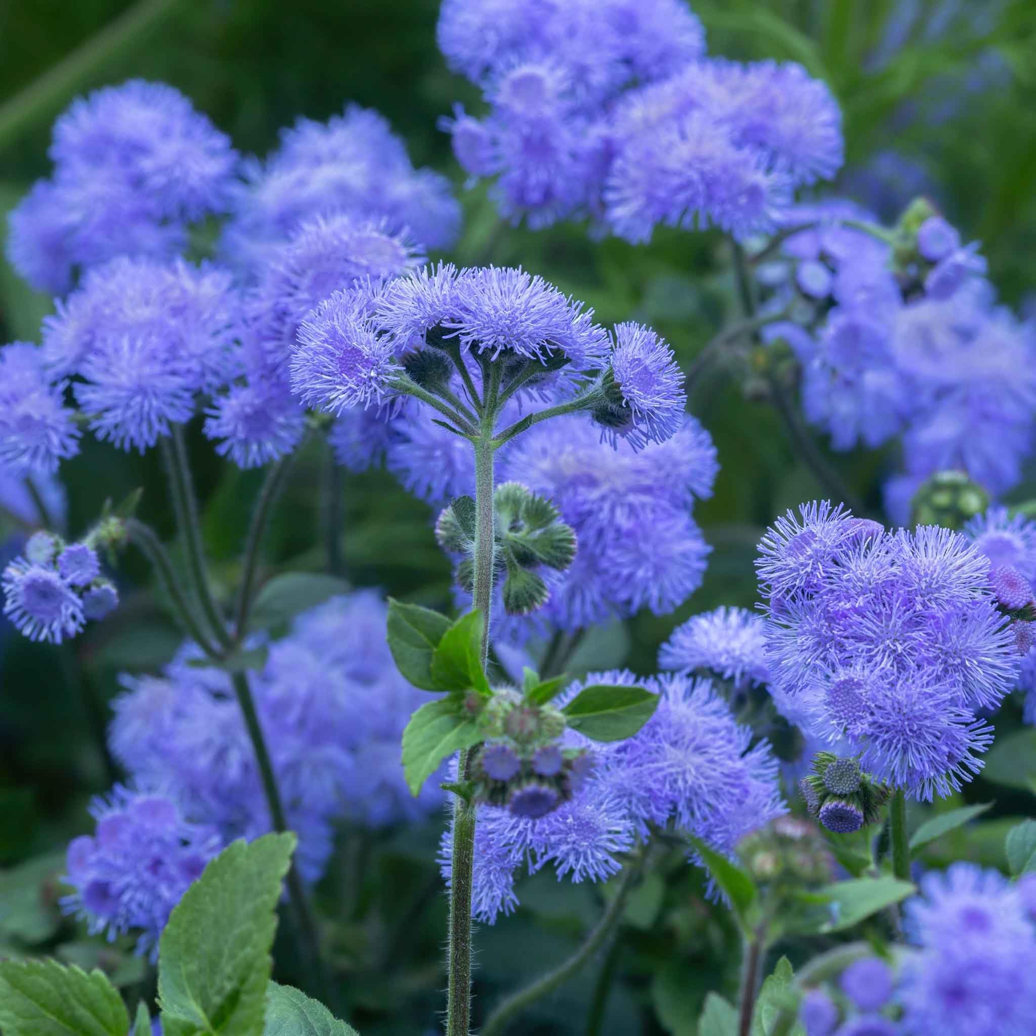 Eden Brothers Ageratum Seeds Dondo Blue