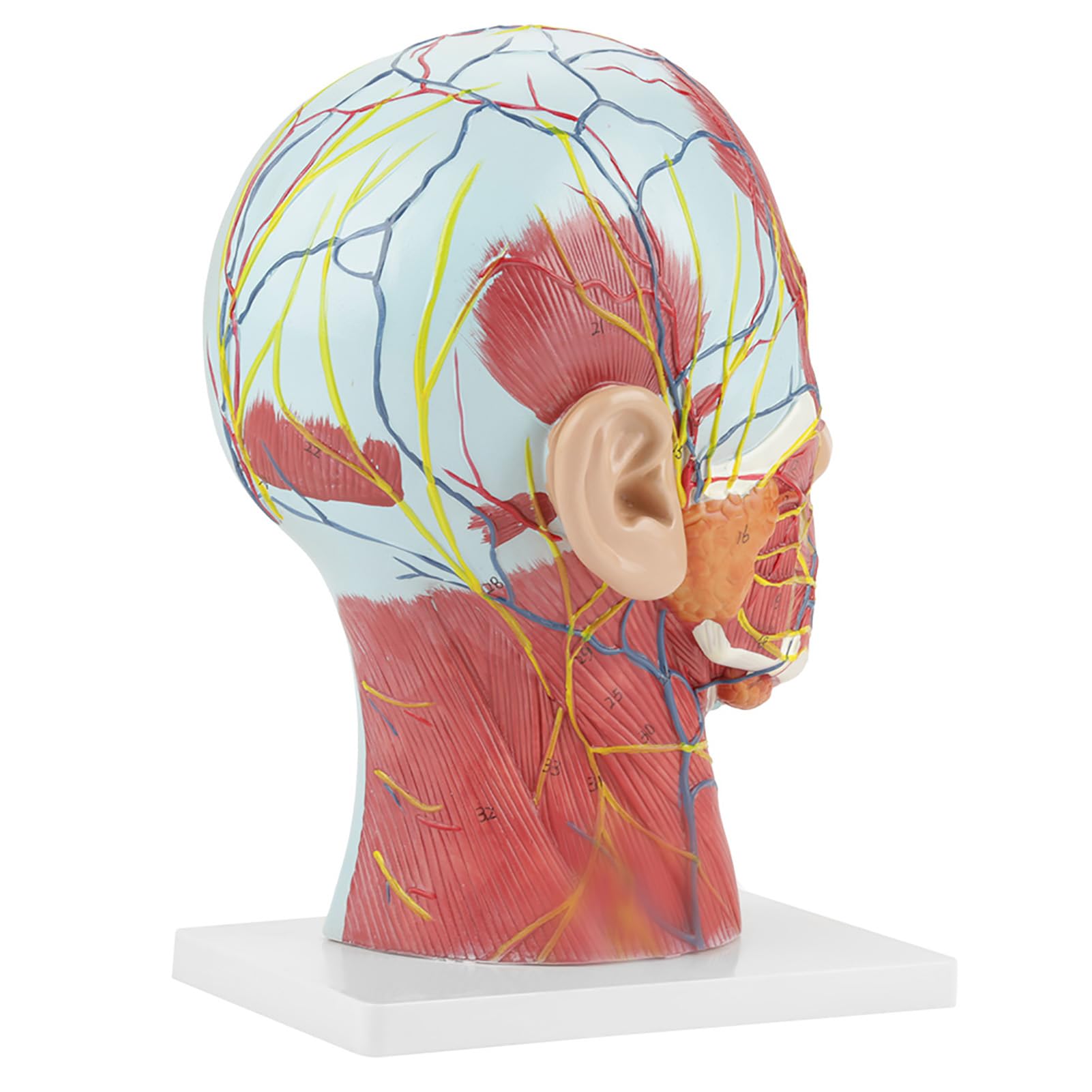 aqxreight Modello di Studio della Sezione del Collo, Anatomico, a Grandezza Naturale, della Testa, del Cervello, per l'educazione Scientifica