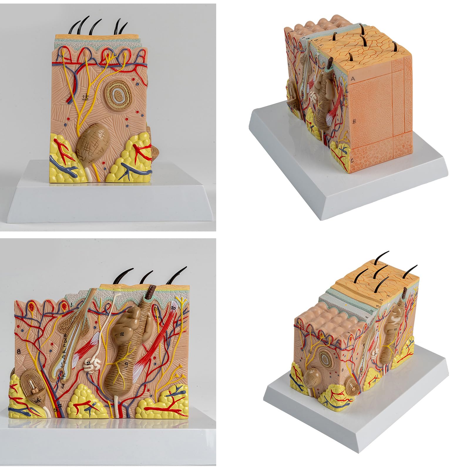 Modelo anatómico de la piel Estructura de la piel humana Modelo de anatomía Ayudas para la enseñanza médica para estudio de enfermedades Informe de conferencia médica Estructura diseccionable