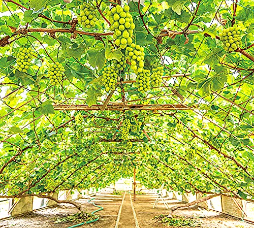 Amazon.co.jp: 【 糖度：22度の別世界 】 長野県産 豪華 シャイン