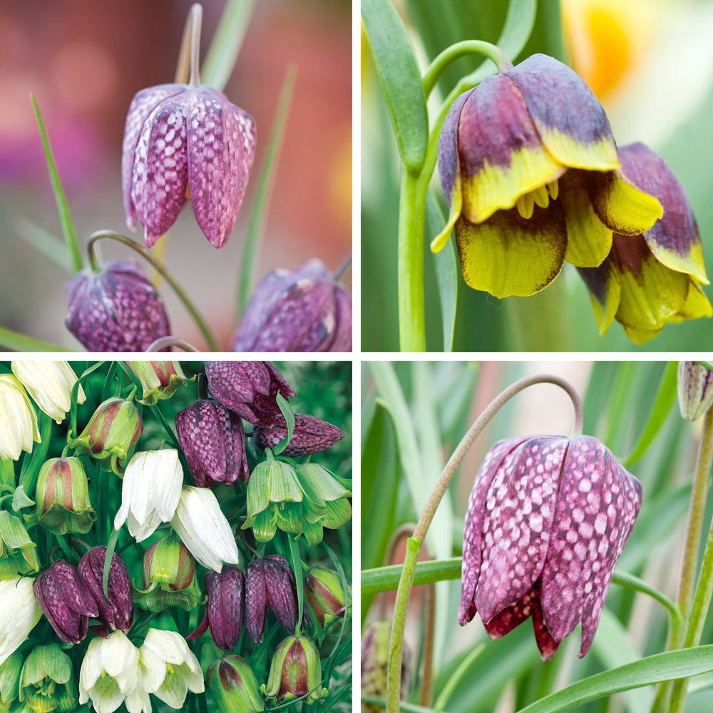 Hardy Spring Flowering Bulbs Fritillaria, Mixture of Fritillaries, Garden Borders, Patios & Cottage Gardens, Naturalising Bulbs, 20 x Fritillaria Spring Bells Bulbs by Thompson & Morgan